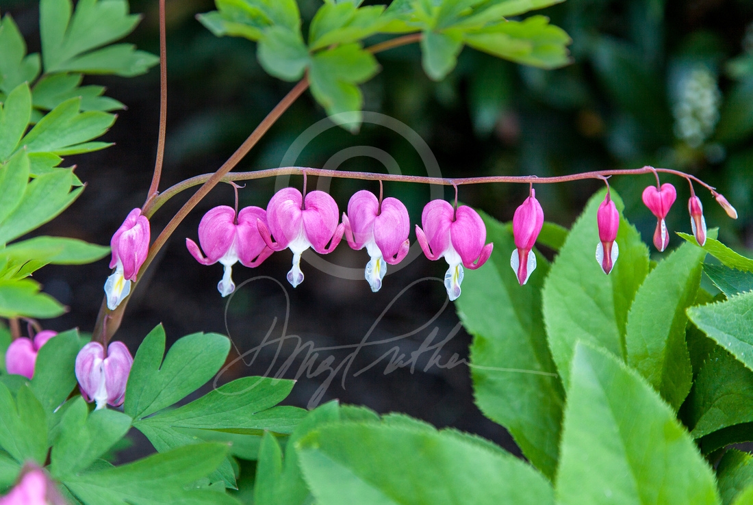 Bleeding Heart Detail, by Doug Prather As the plants' common name suggests, bleeding hearts bear heart-shaped flowers,