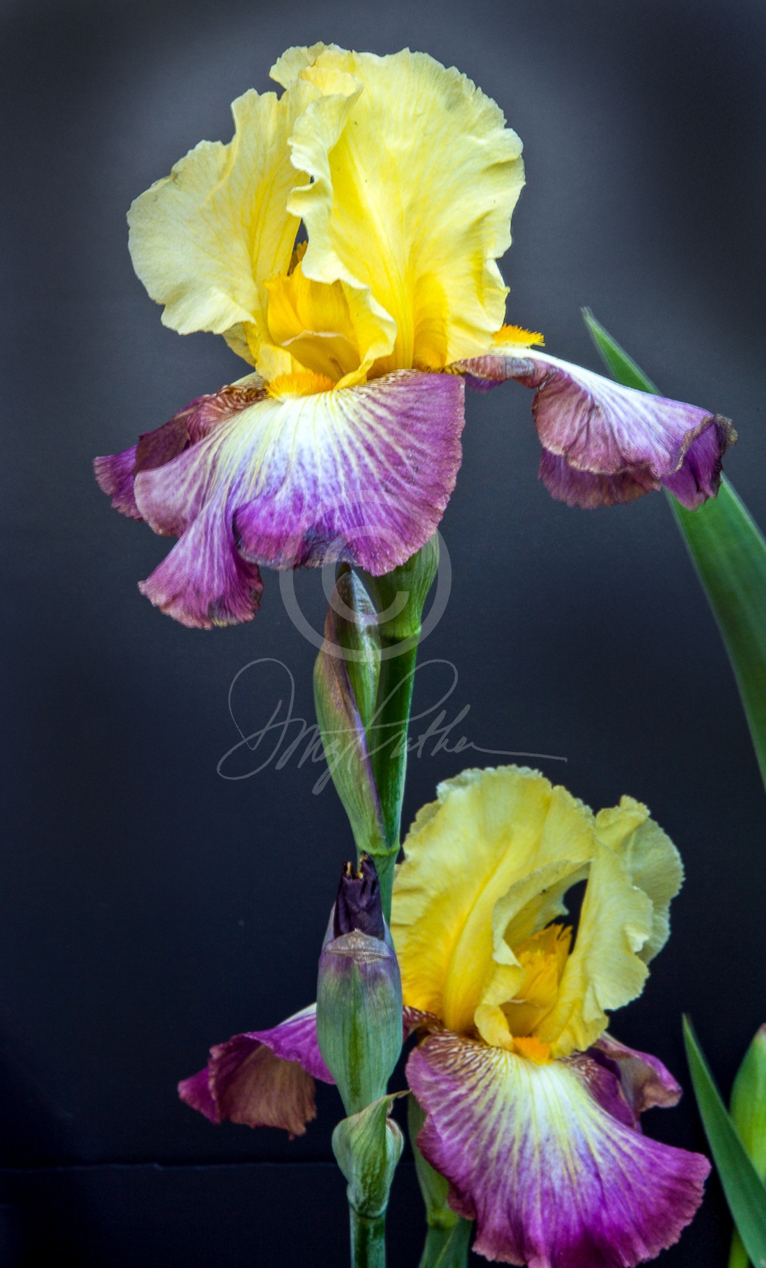 Purple and Yellow Iris