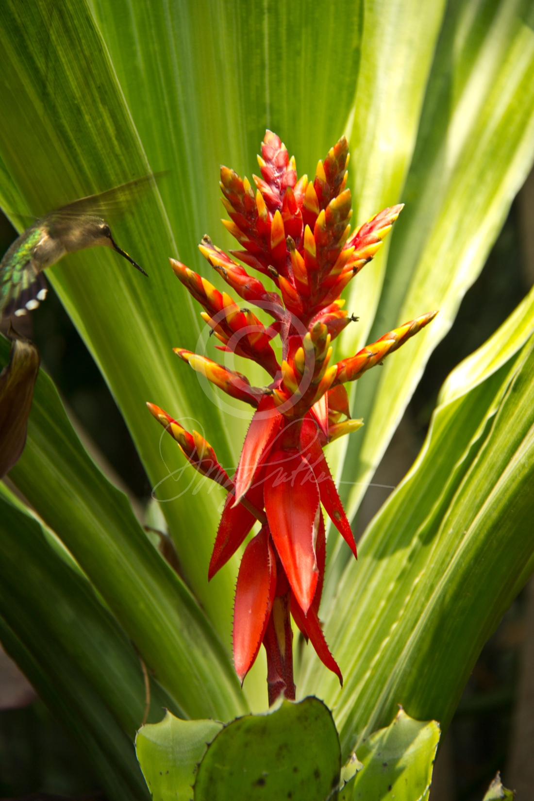 Heliconia and Hummingbird