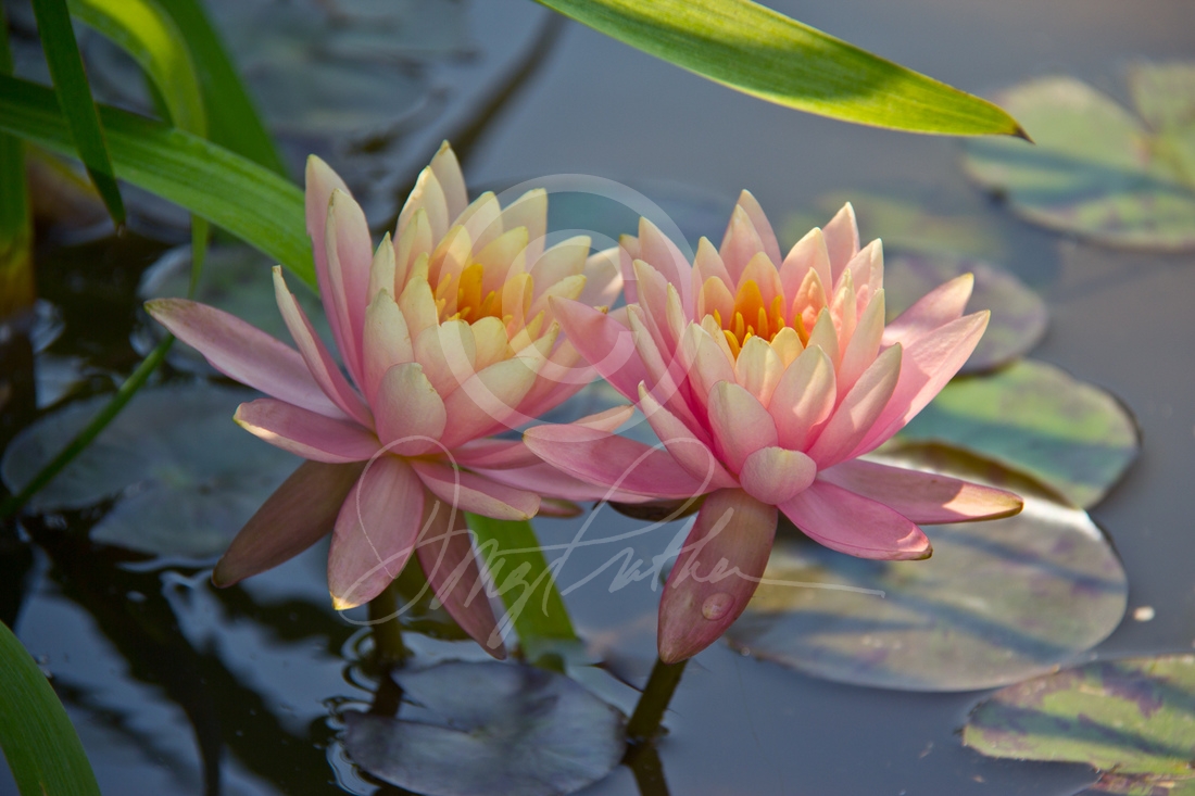 Water Lilly #1