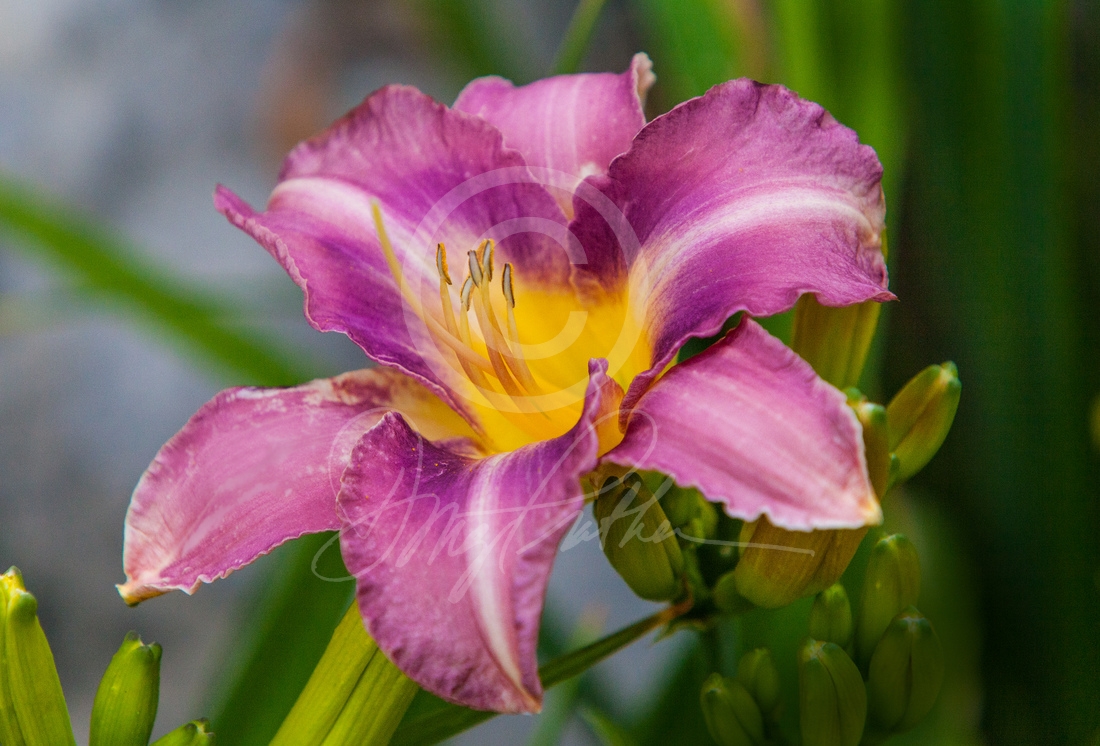 Day Lilly #2