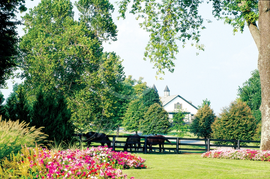 Bluegrass Summer Chromaluxe Art Panel. A lush scene intertwining summer