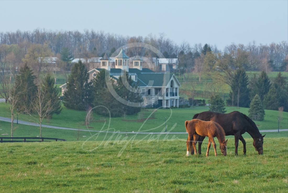 Evening Meadow, a Thoroughbred fine art print by Doug Prather. A mare and her new foal graze at sunset in their spring paddock on WinStar Farm.