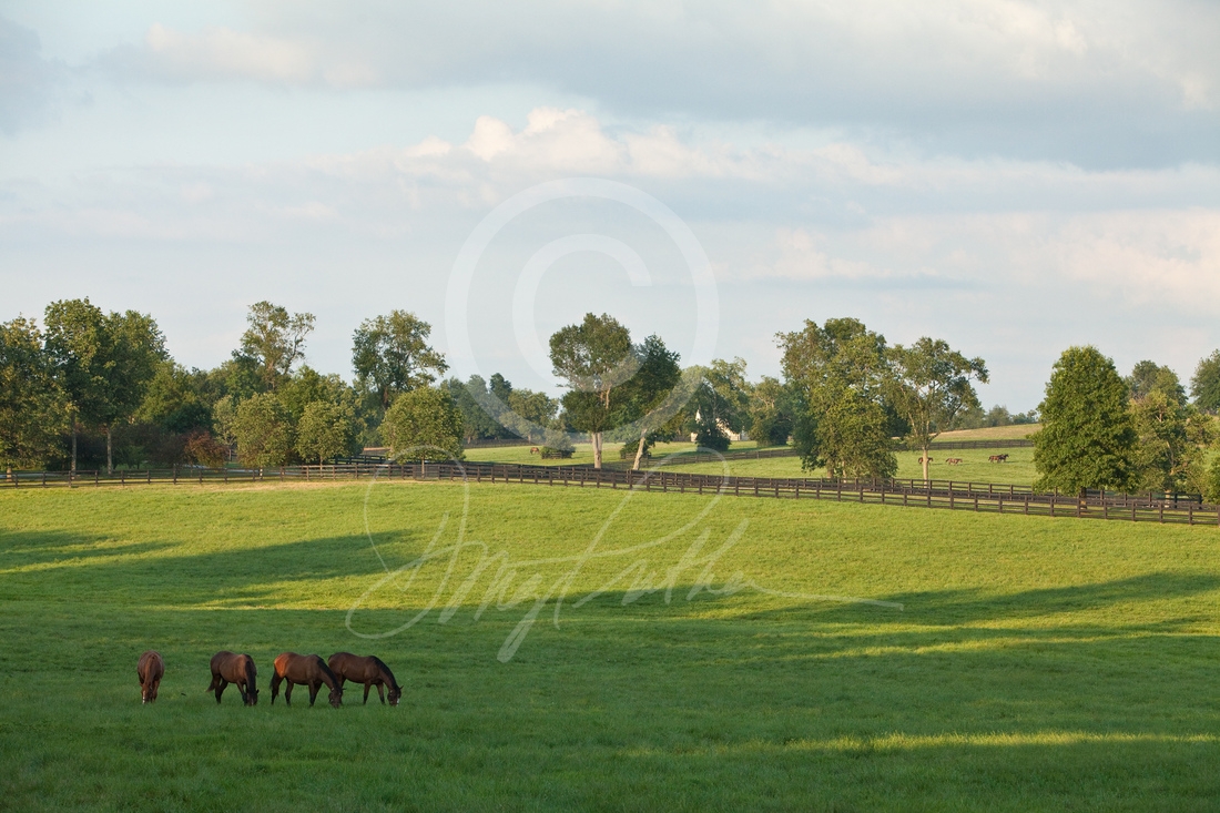 Summer Pasture