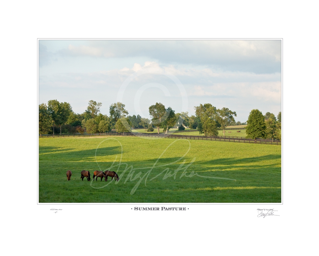 Summer Pasture