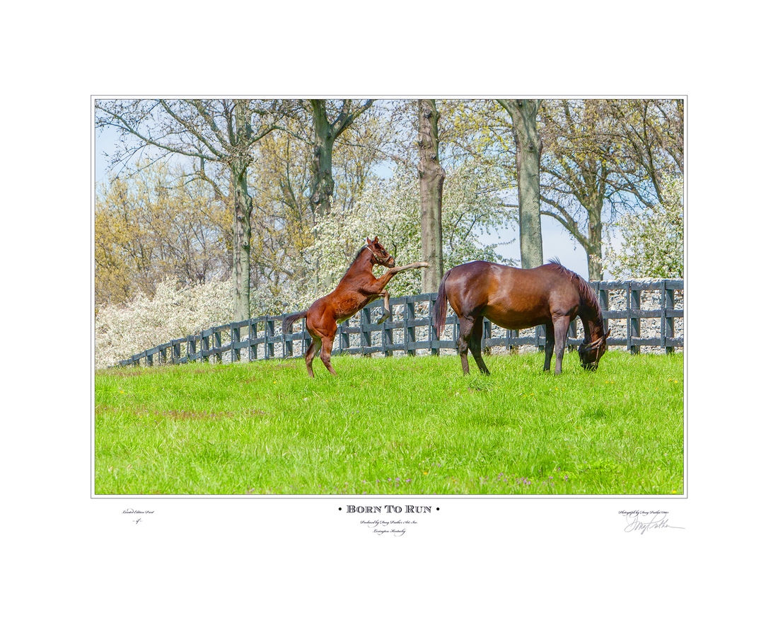 Born To Run, a fine art horse print by Doug Prather. A new born Thoroughbred foal jumps for joy on a spectacular spring day in the Bluegrass. Crab apple trees line the stone wall running along his paddock, at the entrance to Hill 'n' Dale Farm, Lexington,