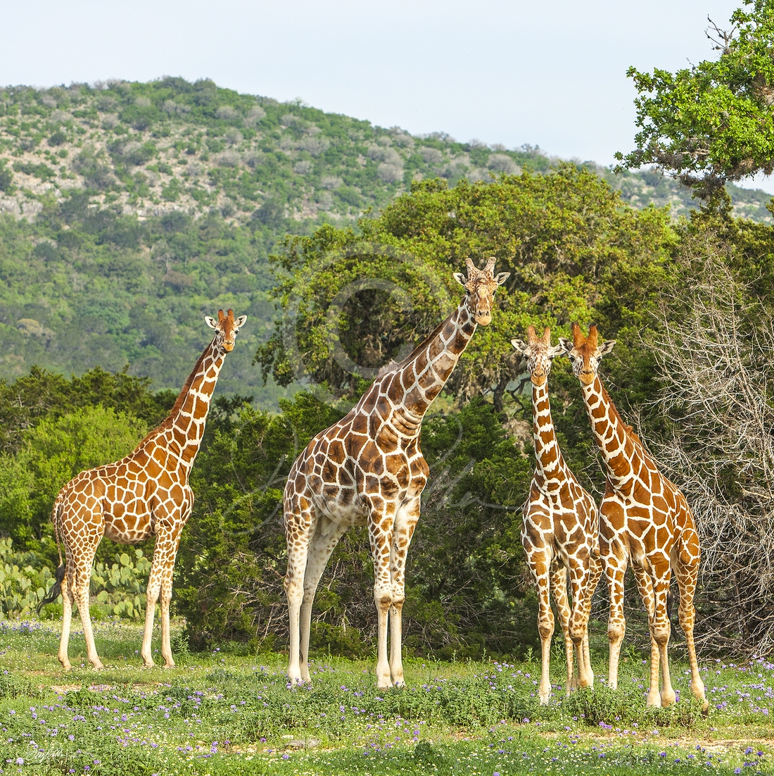 Giraffes at Sunset #1