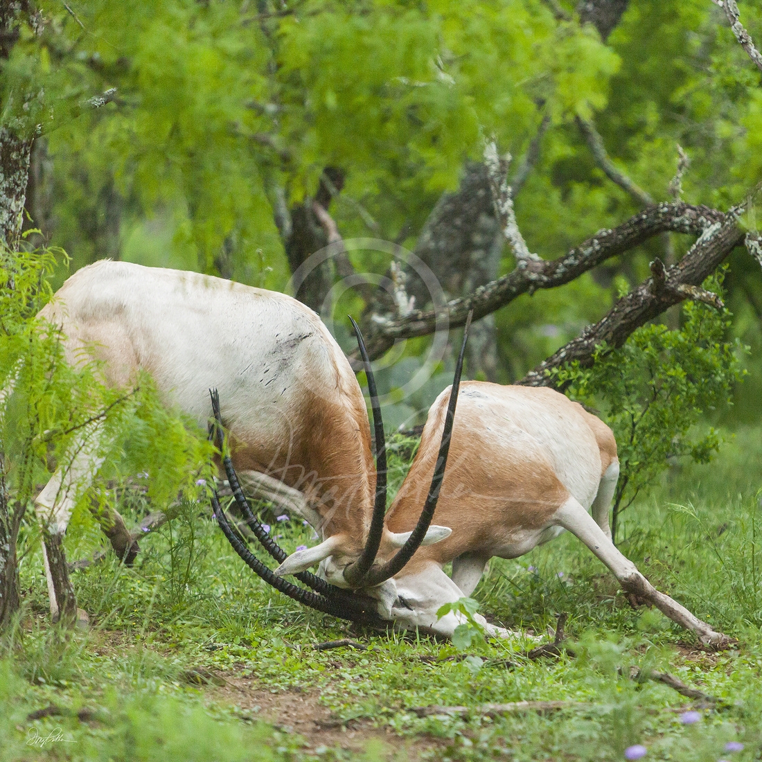 Scimitar-Horned Oryx No. 1