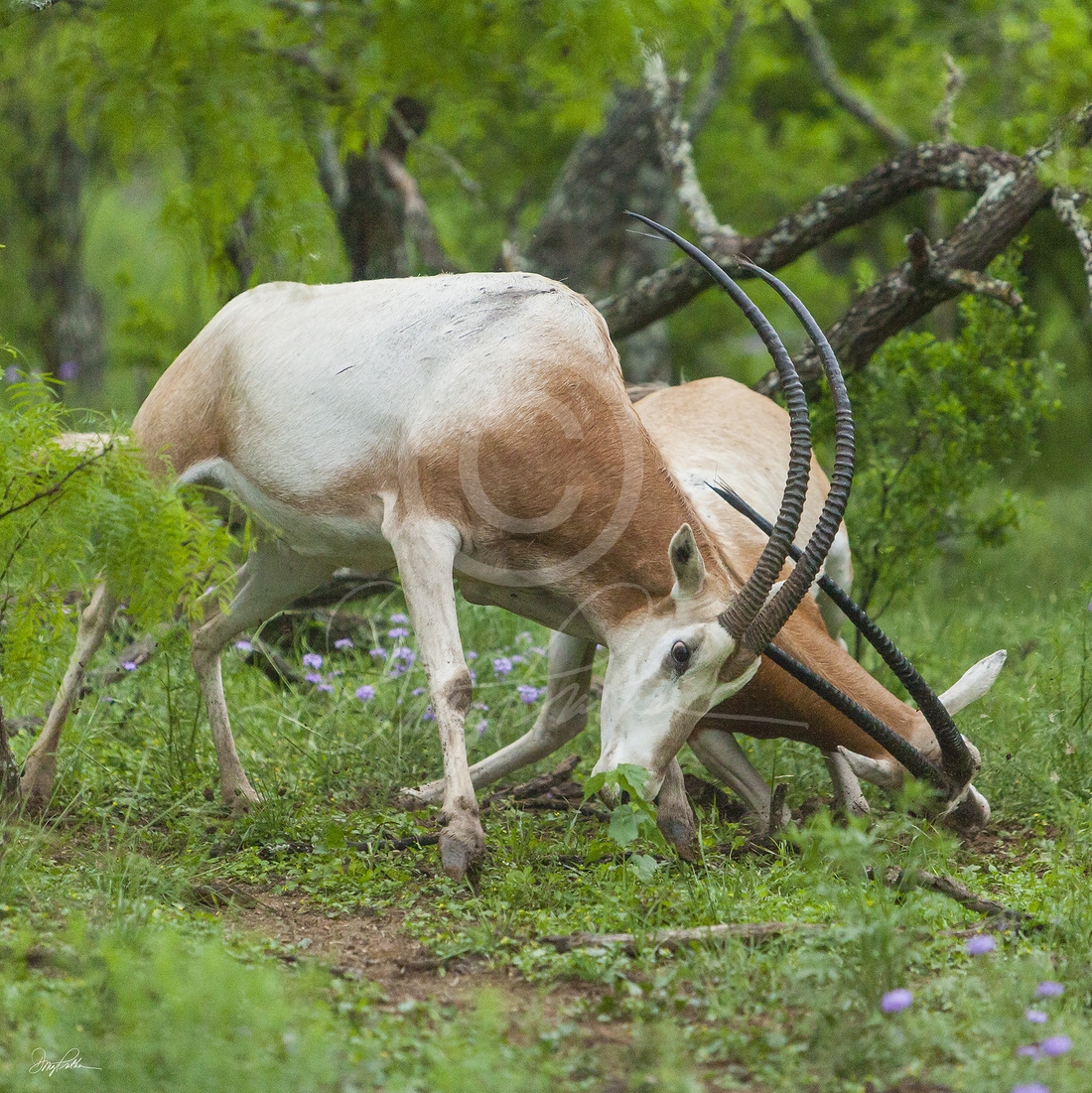 Scimitar-Horned Oryx No. 2
