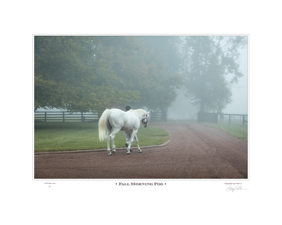 Fall Morning Fog, a horse fine art print by Doug Prather. A thick fall morning fog surrounds Leading Sire and white Thoroughbred stallion, Tapit, as he is being turned out to his paddock on Gainesway Farm near Lexington, KY