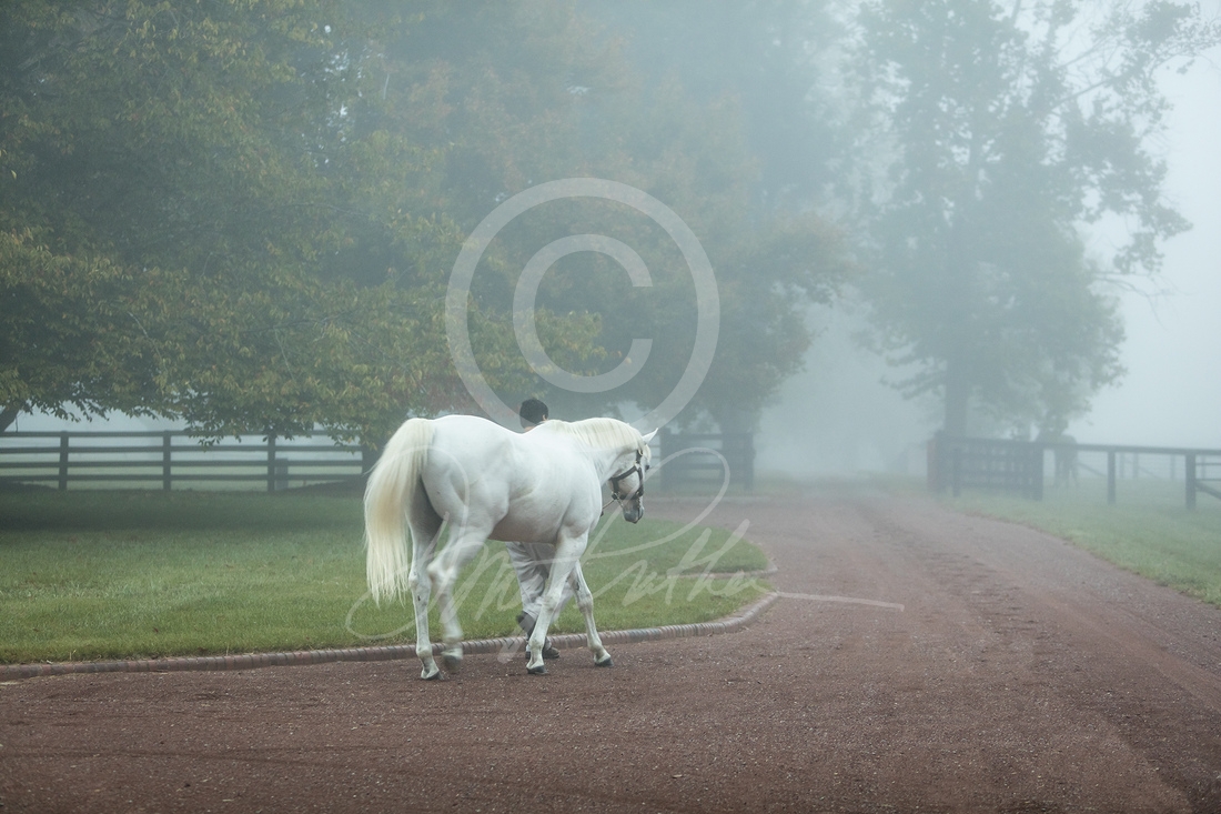 Fall Morning Fog