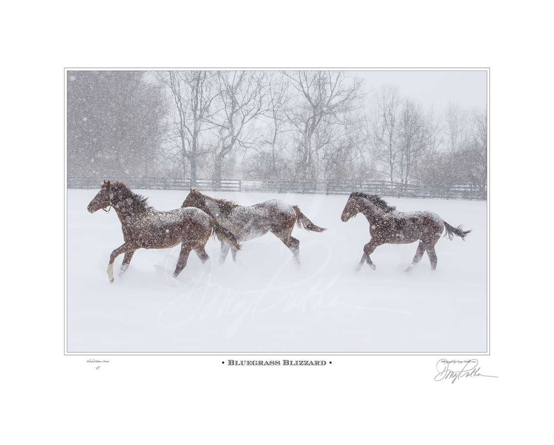 Bluegrass Blizzard, a fine fine art horse print by Doug Prather. Yearling Thoroughbreds race through a blizzard on a Bluegrass horse farm running blindly through deep and falling powdery snow.