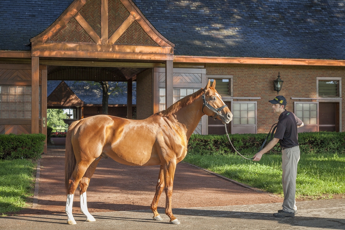 Curlin at Sunrise