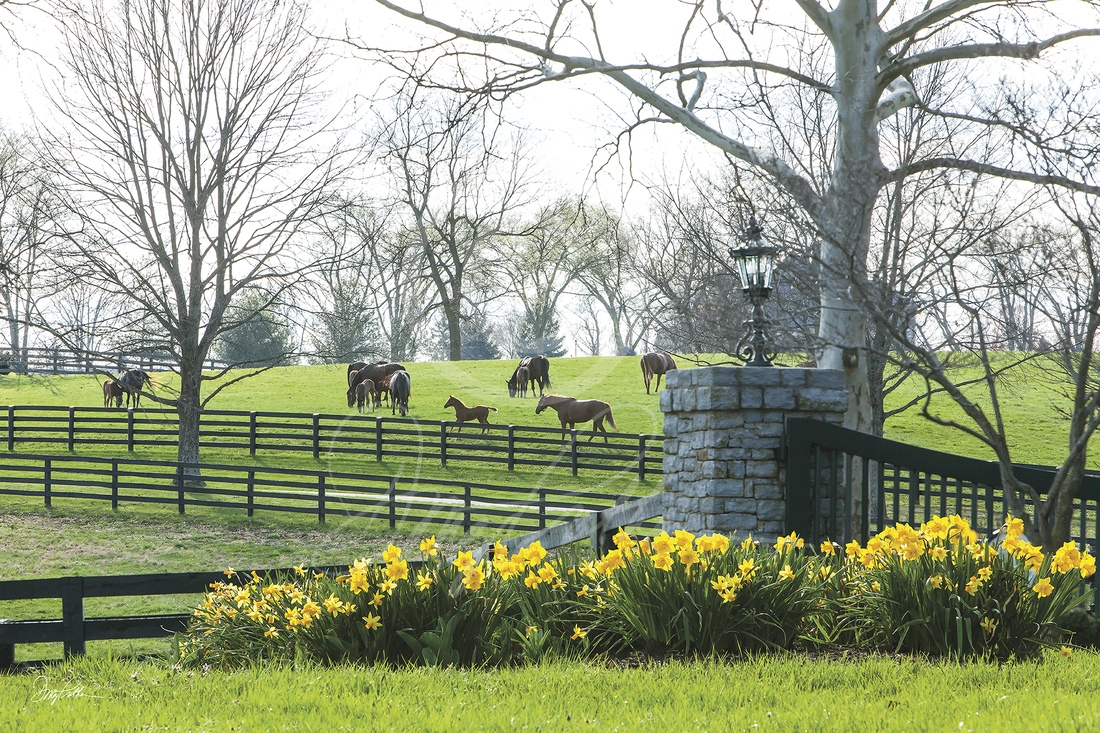 Pisgah Spring