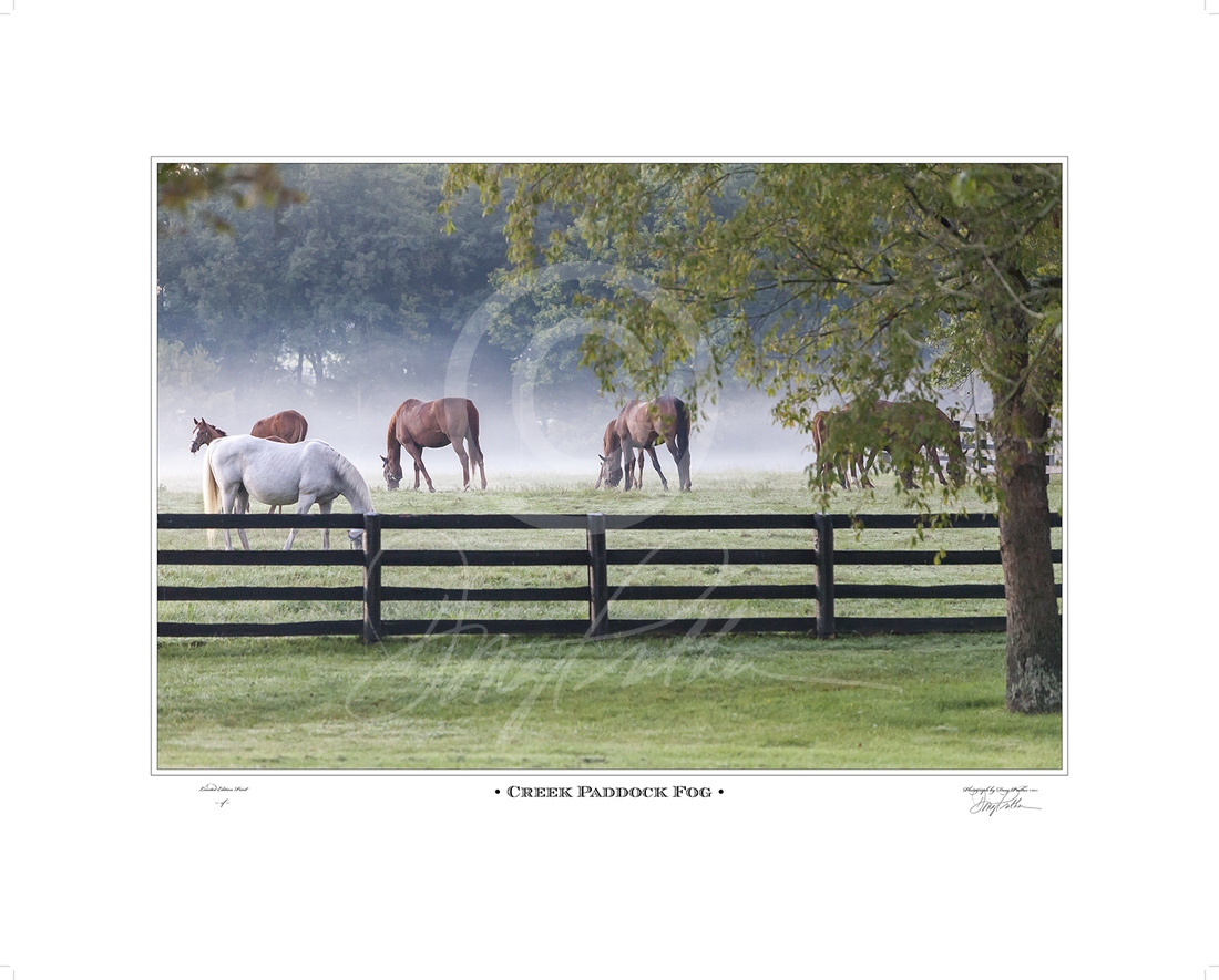 Creek Paddock fog, a horse fine art print by Doug Prather. A crisp, fall morning creates a beautiful foggy bottom of grazing Thoroughbreds in the Creek Paddock on Pin Oak Stud, Versailles, KY.