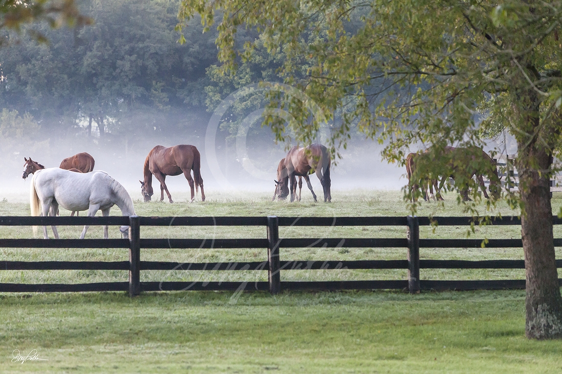 Creek Paddock Fog