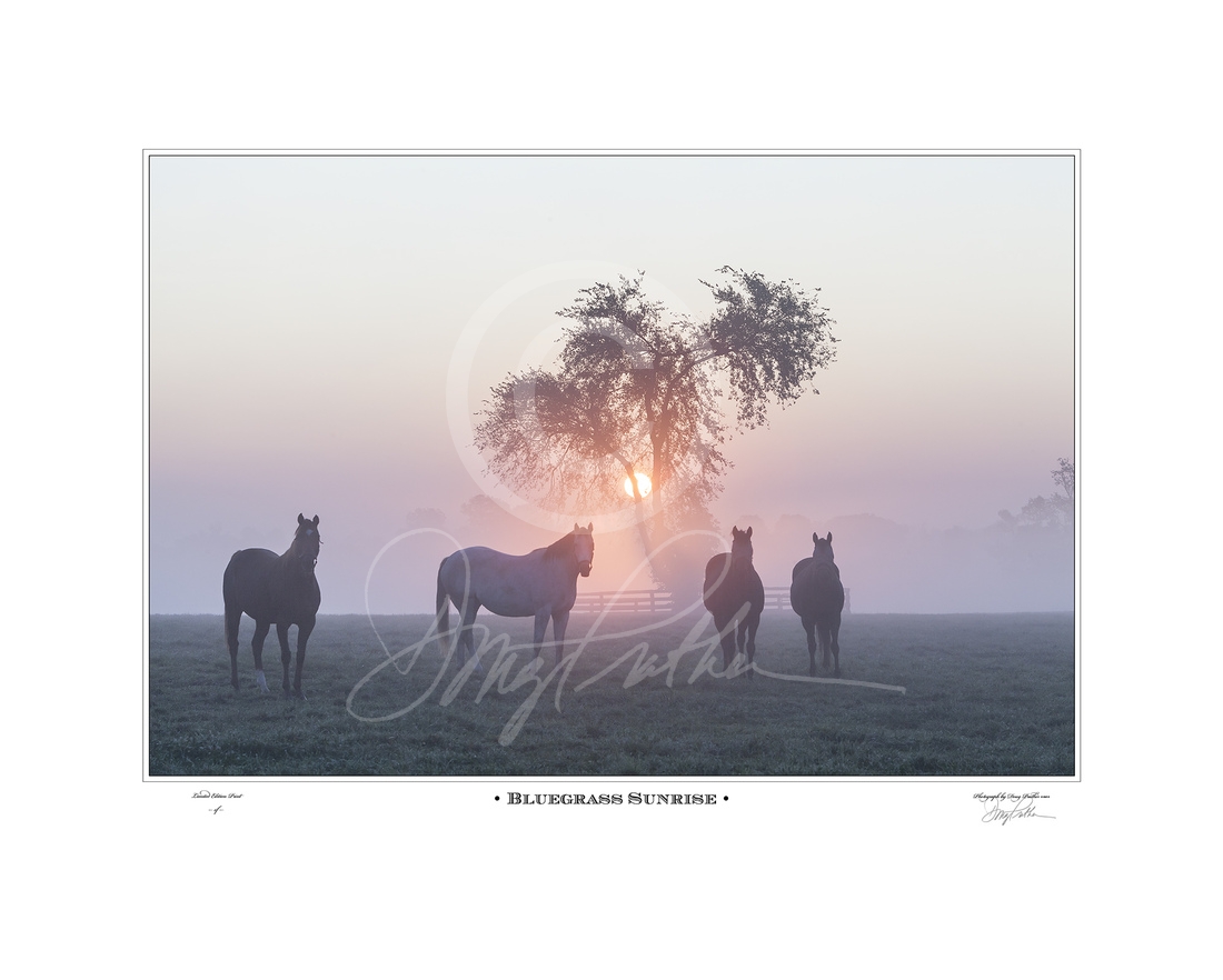 Bluegrass Sunrise, a fine art horse print by Doug Prather. Curious Thoroughbred mares stare as the sun rises through the fog on a crisp fall morning on WinStar horse Farm, near Versailles, KY.