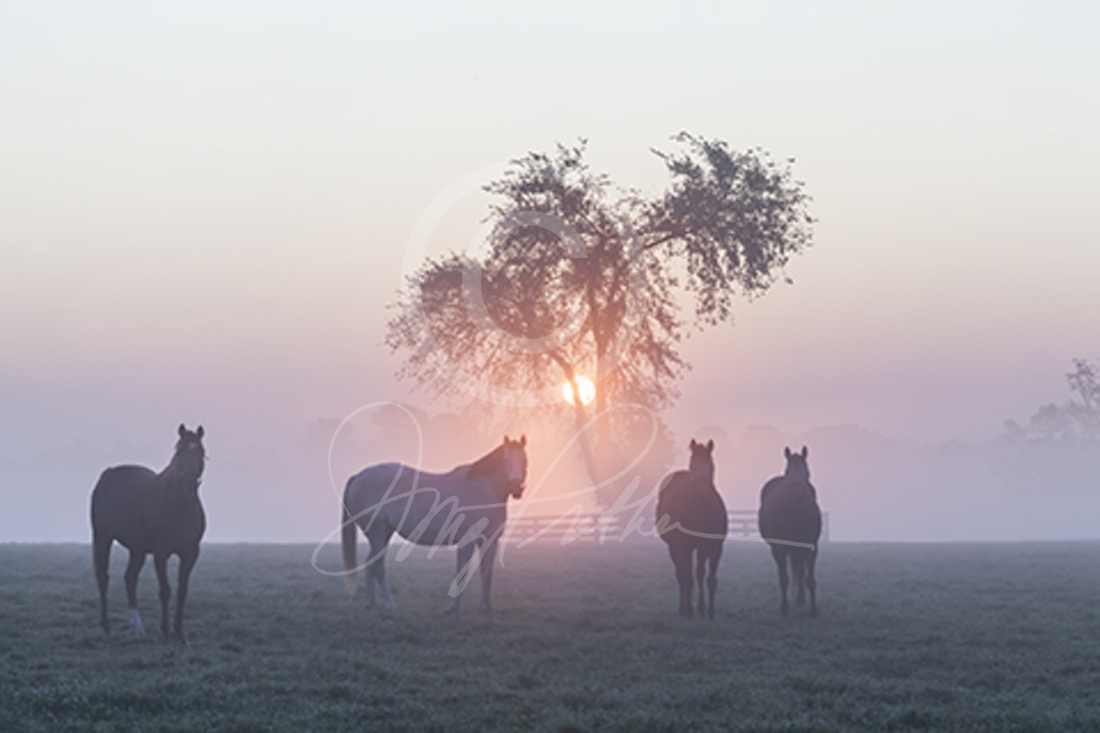 Bluegrass Sunrise. Chromaluxe Art Panel. Curious mares stare as the sun rises through the fog on a crisp fall morning on WinStar Farm, near Versailles, KY.