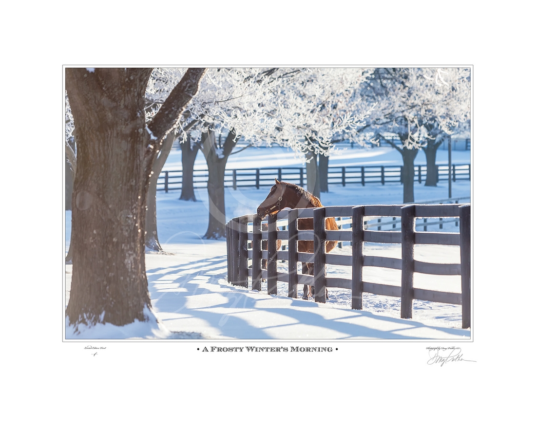 mare; frosty breath; cold; crystal clear; winter; morning; deep snowfall; Bluegrass; Stonestreet Farm; Lexington; Kentucky; Doug Prather; racing; Fences; white; crystal; scenic; icy; pristine; Private Access; Blue Grass; Thoroughbred; Keeneland; breeding;