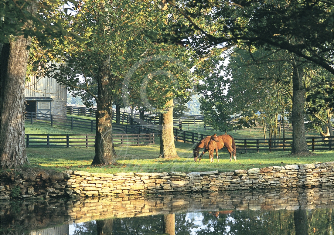 A New Beginning Thoroughbred horse print photographed on a Bluegrass fall morning in front of the famous walled pond on WinStar Farm.
