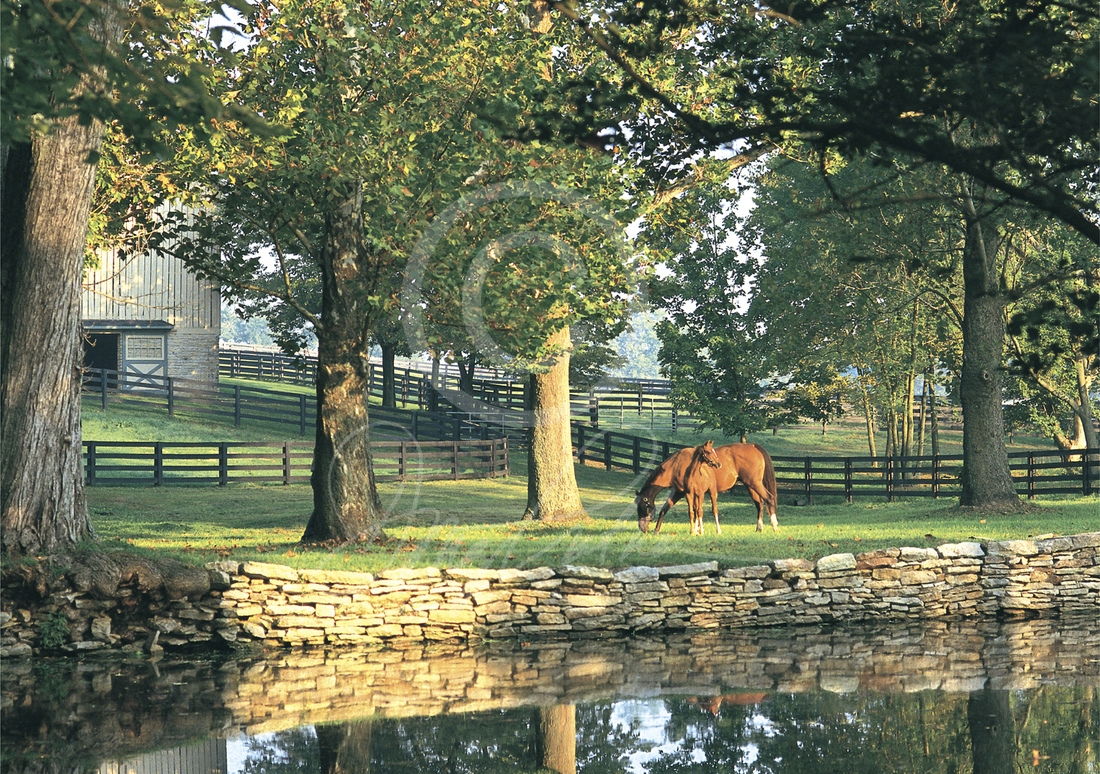 A New Beginning, a Thoroughbred horse art print. On a Bluegrass fall morning a mare & her foal graze in front of the famous pond on WinStar horse Farm, Versailles, KY. Photographed by Doug Prather