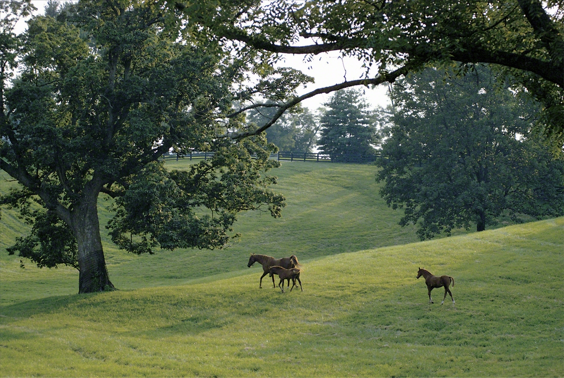 A Thoroughbred mare and two foals stroll on a late summer afternoon in a rolling lush Bluegrass paddock framed by majestic ash trees.