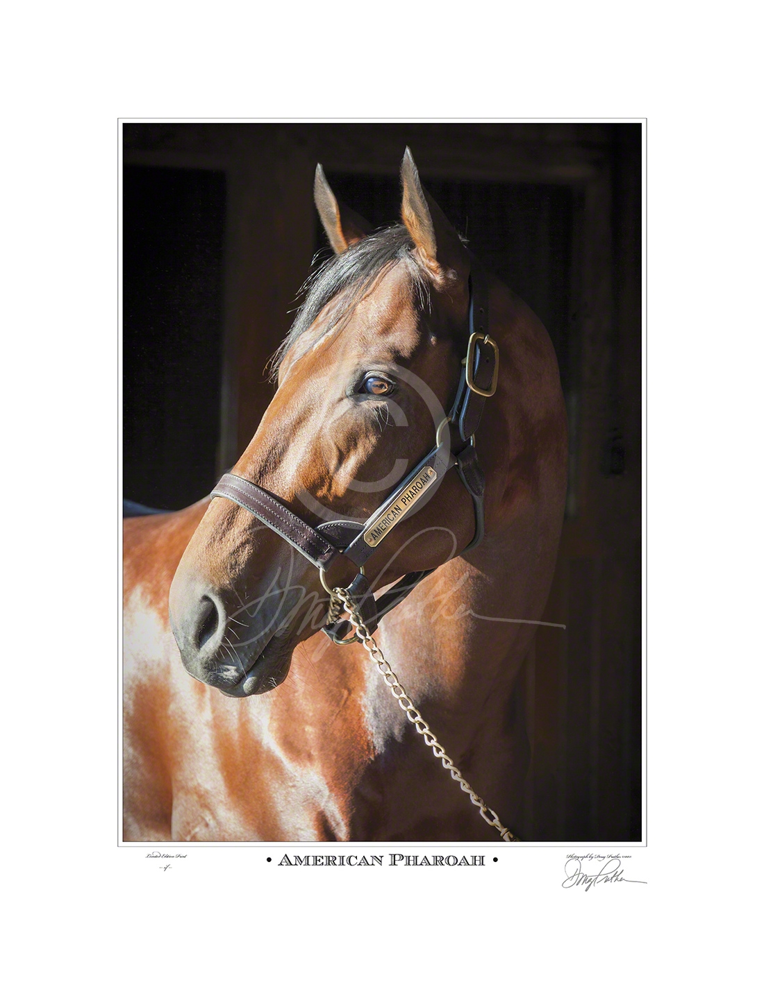 American Pharoah - Triple Crown Winner