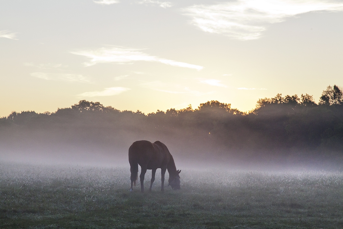 Bluegrass at Daybreak, a fine art horse print. A Thoroughbred is siloutted as a rising sun is about to break over trees and a ground fog hovering on a beautiful summer morning in the Bluegrass. Photograph by Doug Prather