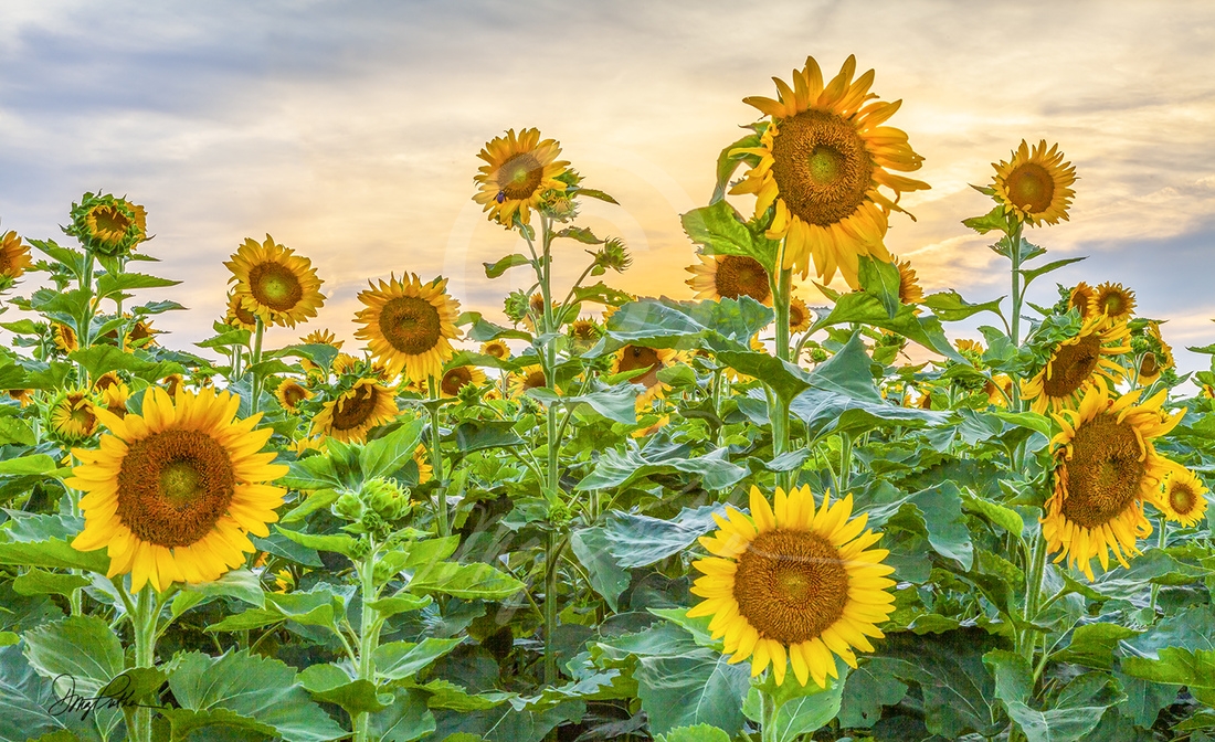 Sunflowers At Sunset