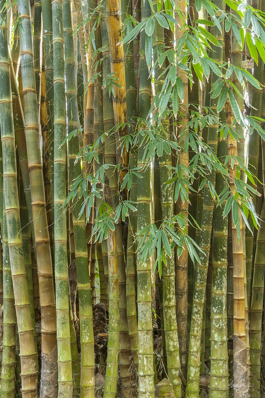 Bamboo Grove detail, by Doug Prather. A vertical detail image of a mature grove of bamboo trees. Rio de Janerio, Brazil