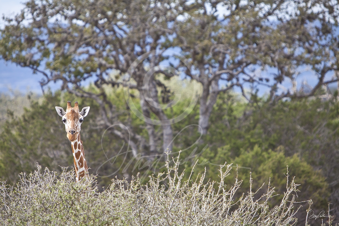 Giraffe Peakaboo, a fine art wildlife art print by Doug Prather. A curious young giraffe pops his head over a tall bushes to see what sound was just made.