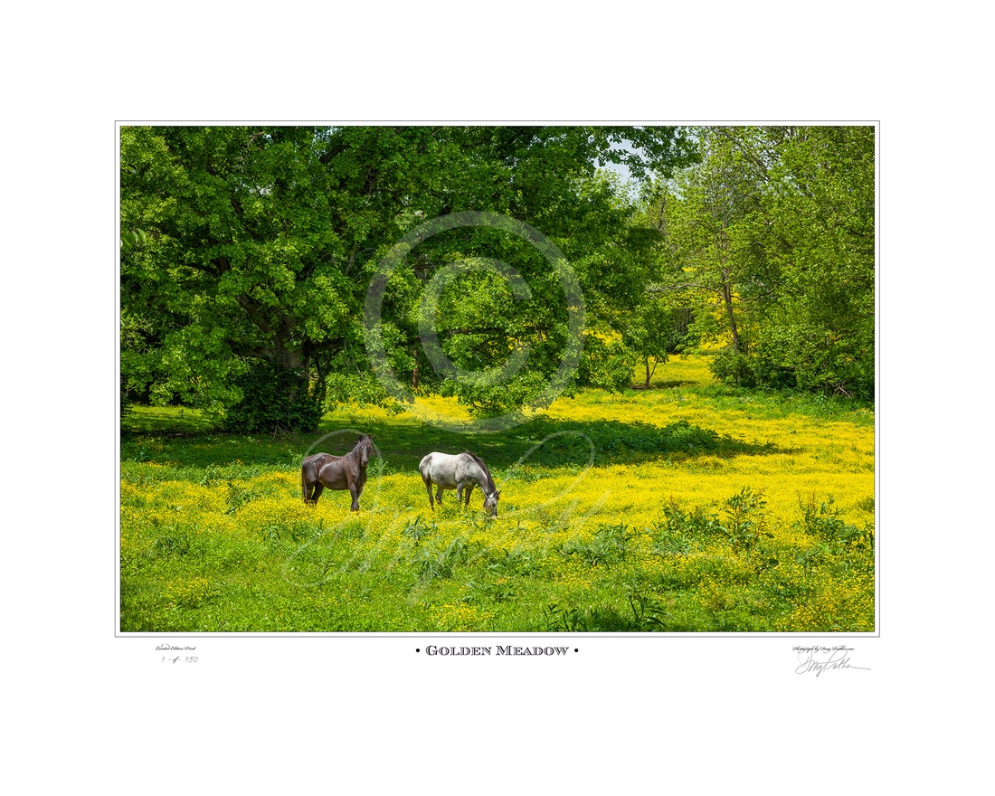 lden Meadow, a fine art horse print by Doug Prather. Two horses graze among the golden buttercups in a meadow on a bright spring June day in the famous Bluegrass of Kentucky. 