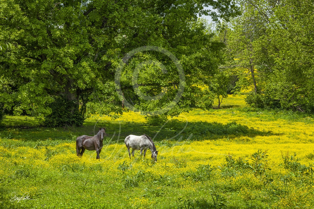 fine art, horse print, horses, graze, golden, buttercups, meadow, bright, spring, June,day, famous, Bluegrass, Kentucky. photograph, Doug Prather