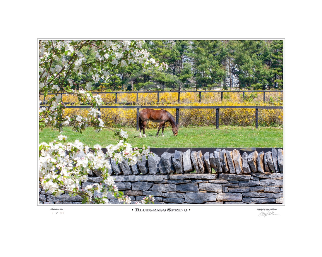 Thoroughbred; yearling; grazes; paddock; spring afternoon; Bluegrass; spring; Blooming trees; full bloom;, famous dry laid; stone walls, spring; flowers; lush; greening; Bluegrass; paddocks; Hill ’N’ Dale Farms;Lexington; KY; Doug Prather