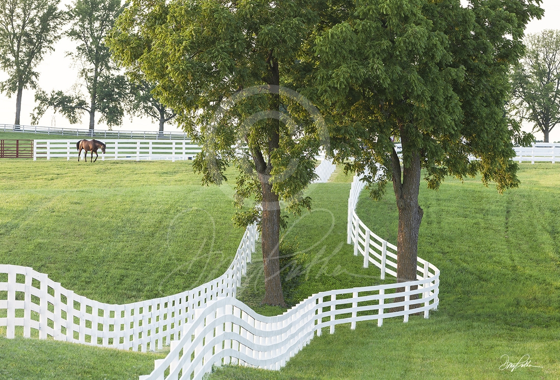 Bluegrass; Calumet; Calumet farm; white fences; thoroughbred; paddock; lush grass; summer; sunset; race horses; racing; triple crown; Kentucky Derby; Keeneland; racing; Doug Prather