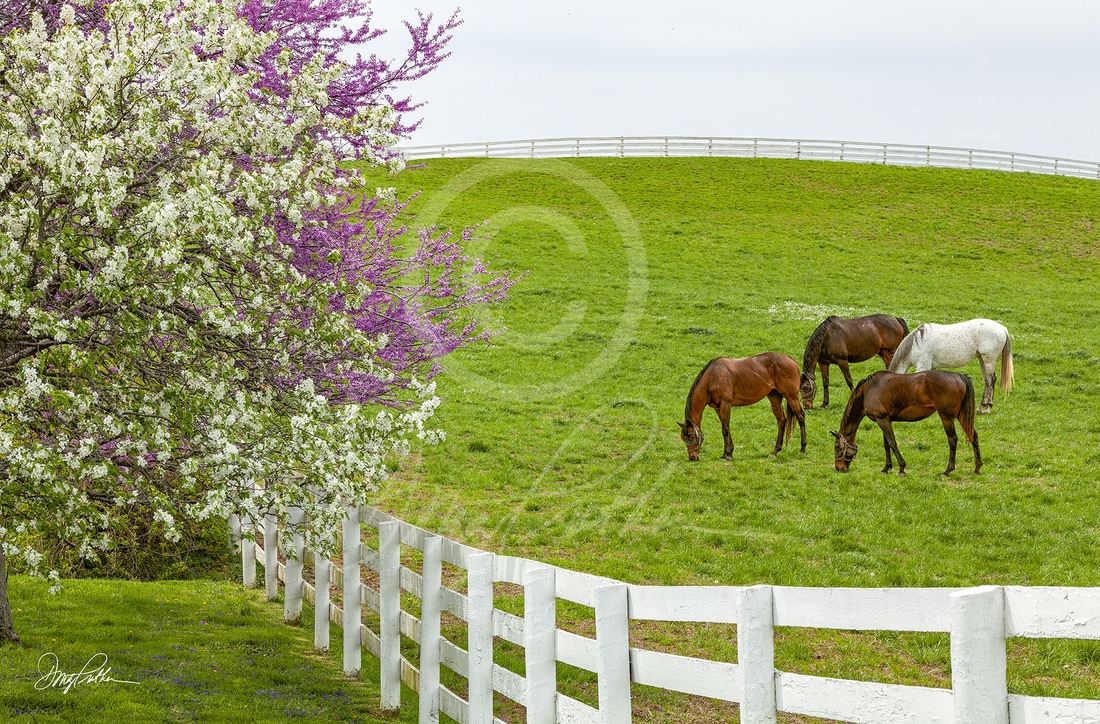 Blooming In The Bluegrass