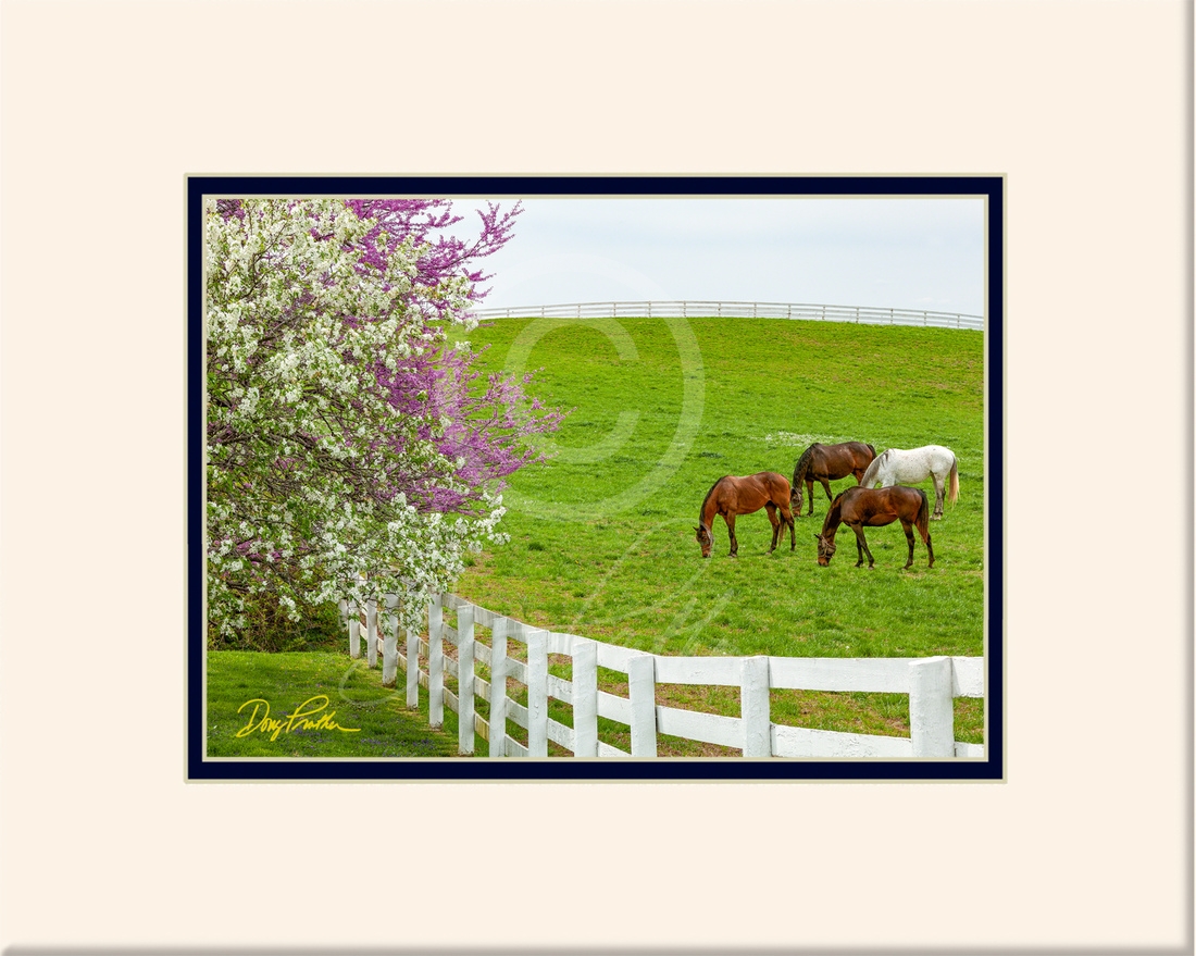 Blooming In The Bluegrass
