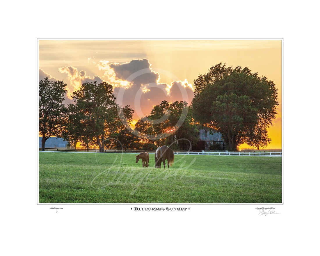 Bluegrass Sunset, a fine art horse print by Doug Prather. A golden sky lights on a late summer afternoon in the Bluegrass. A Thoroughbred mare and her young foal quietly graze in the lush green grass in their white-fenced paddock on the famed Calumet farm