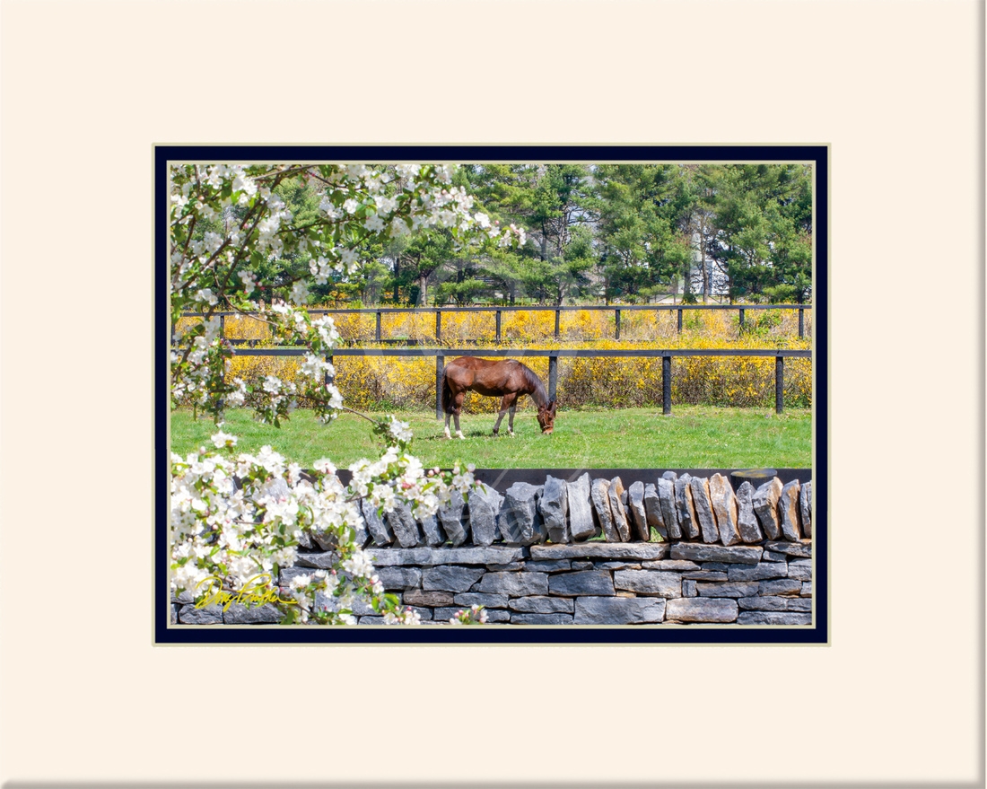 Bluegrass Spring, a fine art horse matted mini print by Doug Prather. A Thoroughbred yearling grazes in his paddock on a spring afternoon. He's framed by the famous Bluegrass blooming trees, stone walls, spring flowers & lush paddocks.