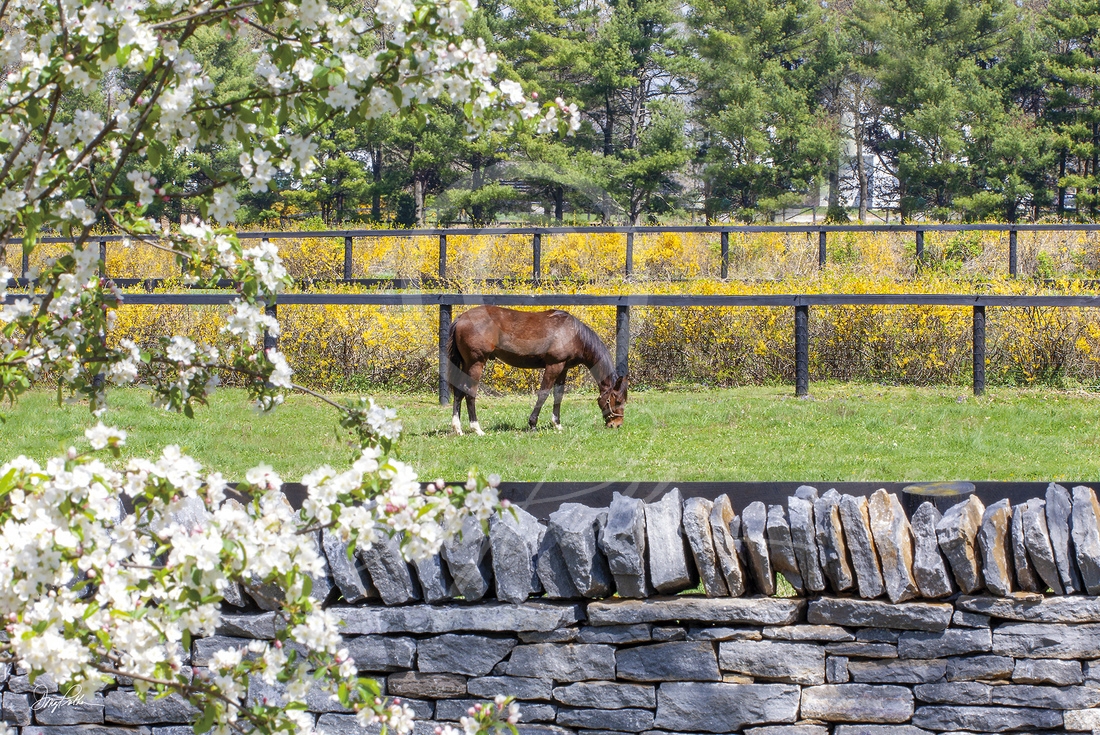 Thoroughbred; yearling; grazes; paddock; spring afternoon; Bluegrass; spring;  Blooming trees; full bloom;, famous dry laid; stone walls, spring; flowers; lush; greening; Bluegrass; paddocks; Hill ’N’ Dale Farms;Lexington; KY; Doug Prather