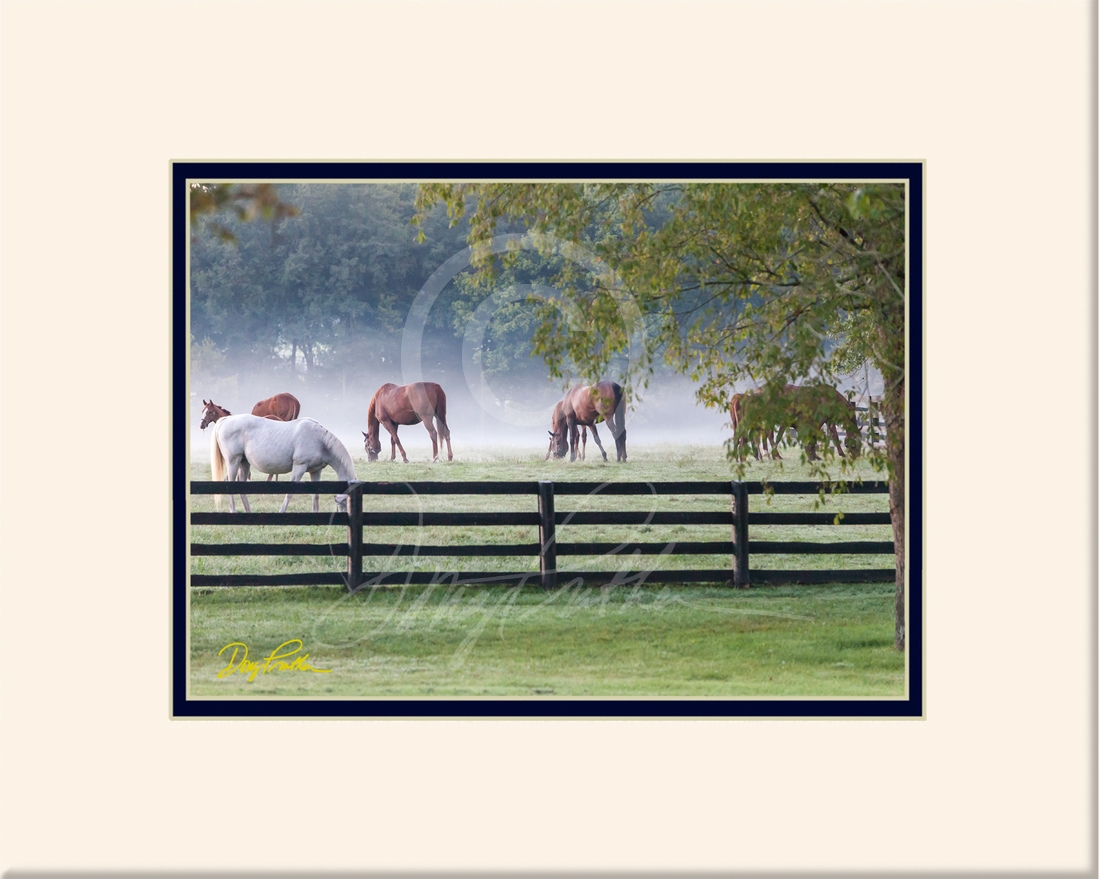 Creek Paddock fog, a horse fine art print by Doug Prather. A crisp, fall morning creates a beautiful foggy bottom of grazing Thoroughbreds in the Creek Paddock on Pin Oak Stud, Versailles, KY.