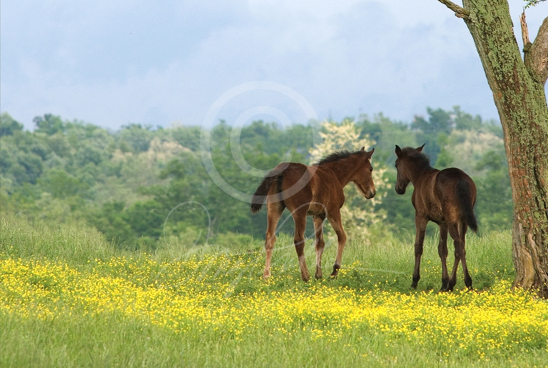 Fillies Of The Flowers