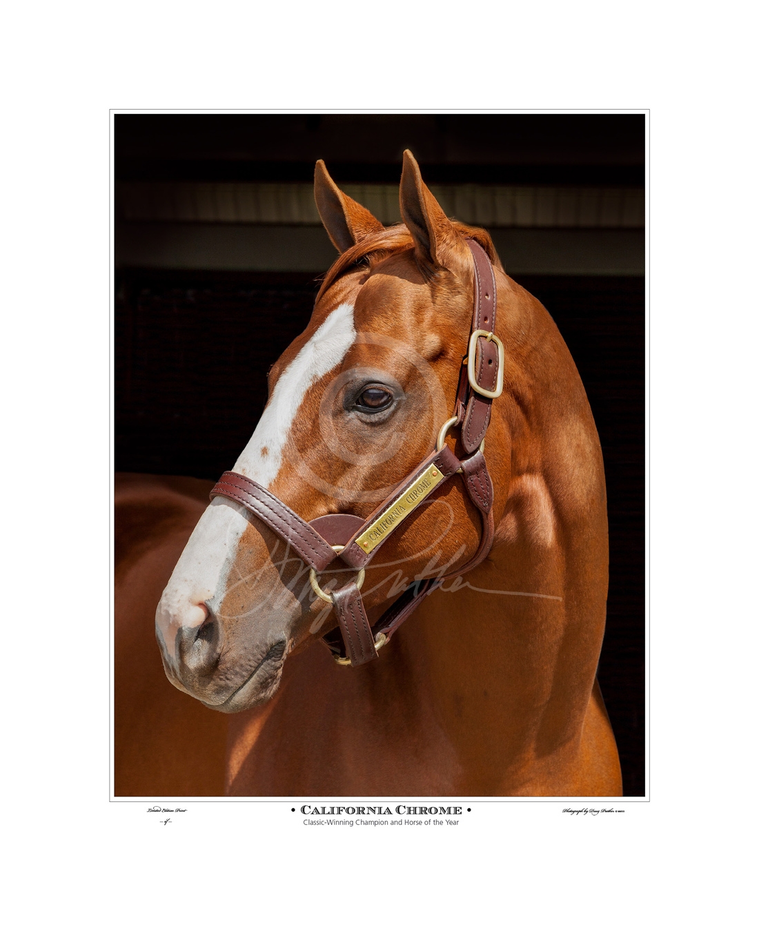 portrait, California Chrome, fine art, horse, print, Doug Praher. , American, Horse of the Year, Kentucky Derby, Preakness Stakes,Dubai World Cup, Curlin Throughbred, race horse