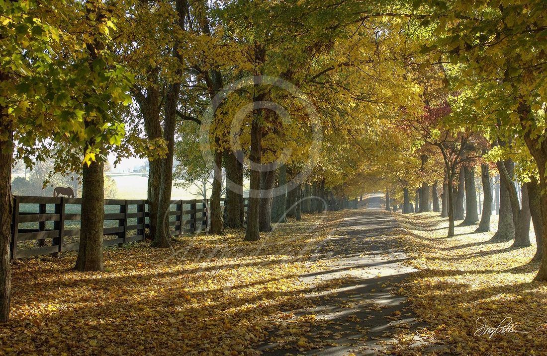 Bluegrass Fall Lane
