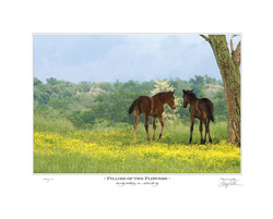 Fillies Of The Flowers