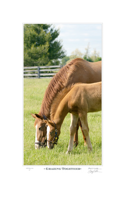 Grazing Together