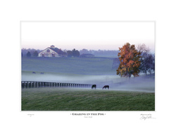 Grazing In The Fog