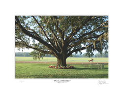 Ocala Breeze