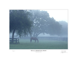 Ocala Morning Mist