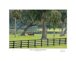 Ocala Spring Paddock